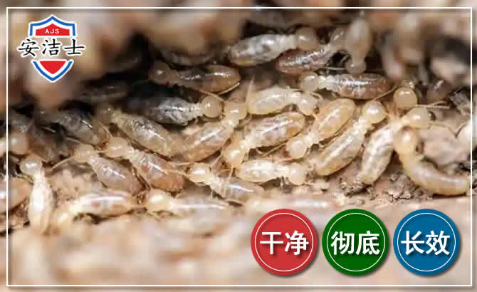 琼山区白蚁防治