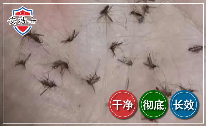 琼山区蚊子防治-灭蚊