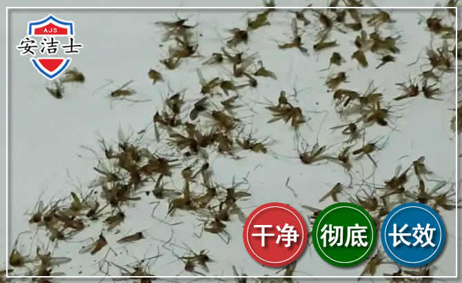 琼山区苍蝇防治-灭蝇