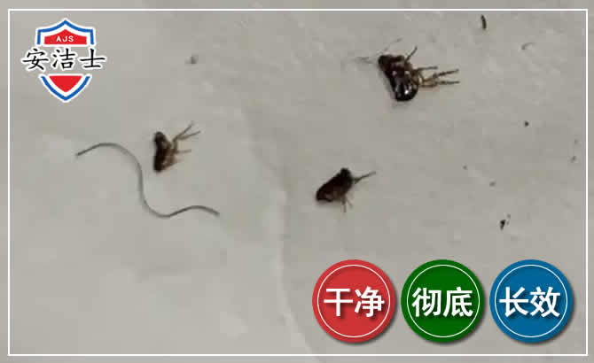 琼山区跳蚤防治-灭跳蚤