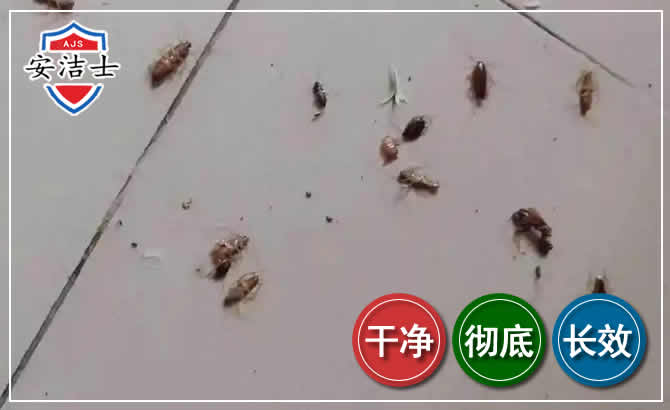 琼山区蟑螂防治-灭蟑螂