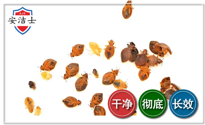 琼山区臭虫防治-消灭臭虫